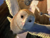 Legend of the Guardians The Owls of Ga Hoole (2010)